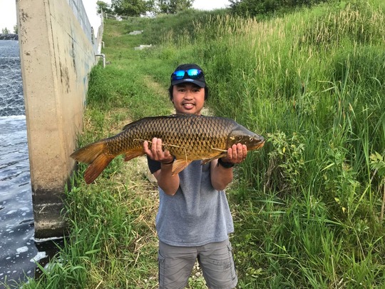 Common Carp