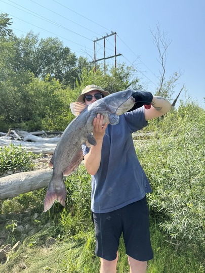 Channel Catfish