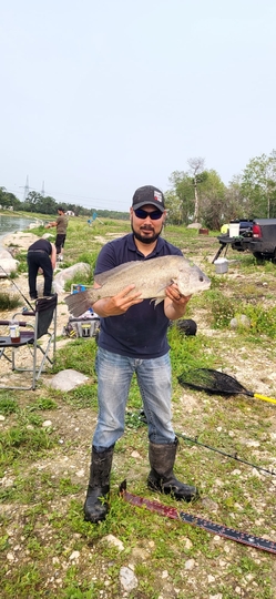 Freshwater Drum