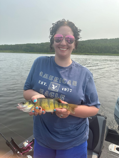 Yellow Perch