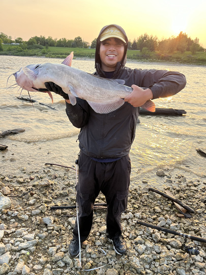 Channel Catfish