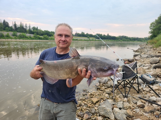 Channel Catfish