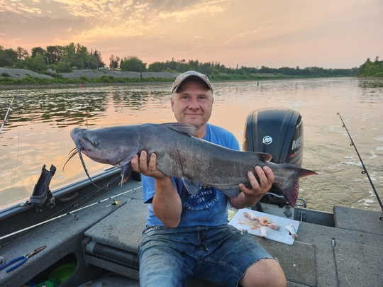 Channel Catfish