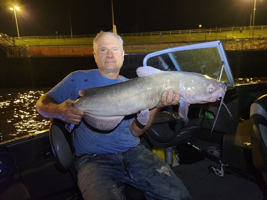 Channel Catfish