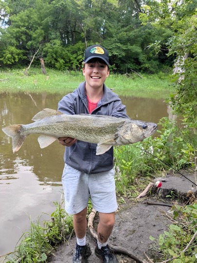 Walleye