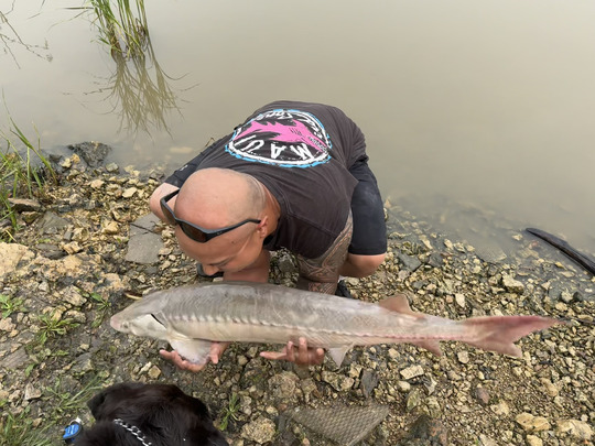 Lake Sturgeon