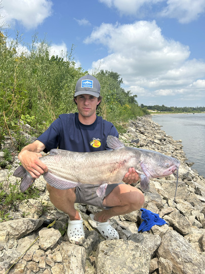 Channel Catfish