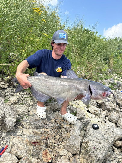 Channel Catfish