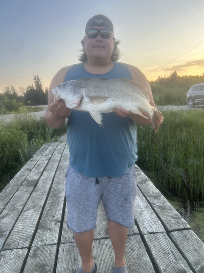 Freshwater Drum