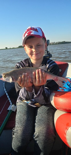 Goldeye