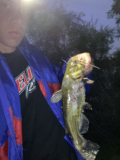 Bullhead