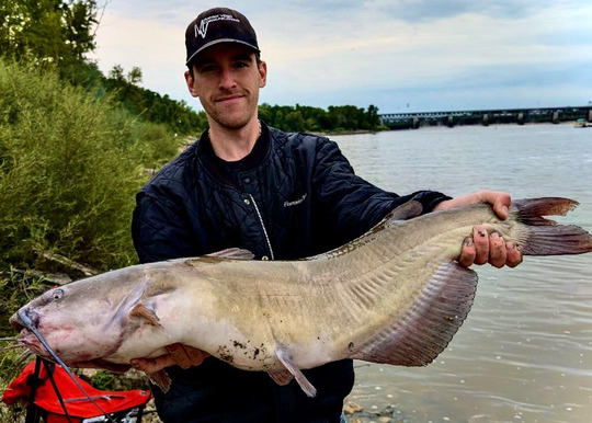 Channel Catfish