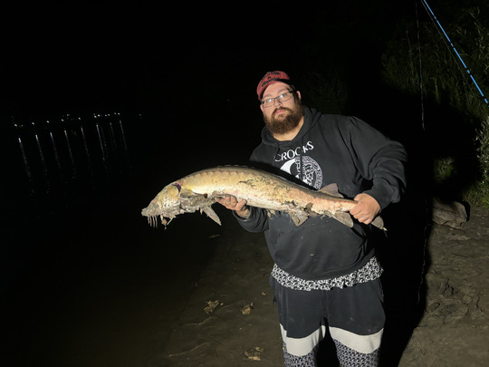 Lake Sturgeon