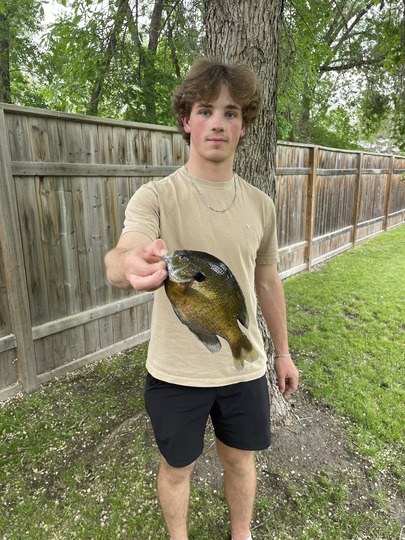Sunfish