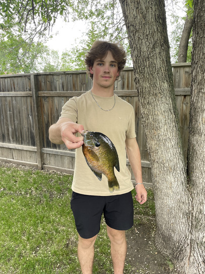 Sunfish