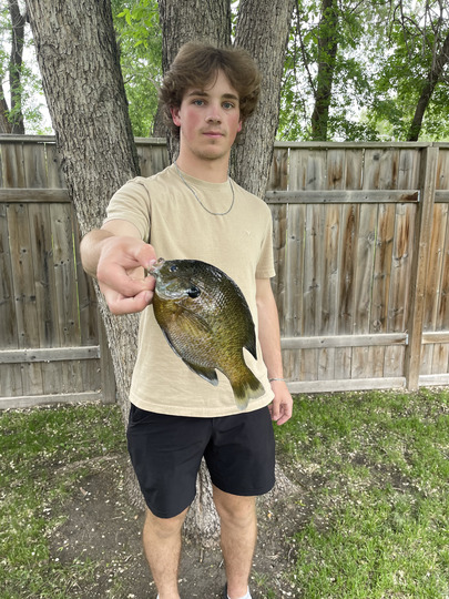Sunfish
