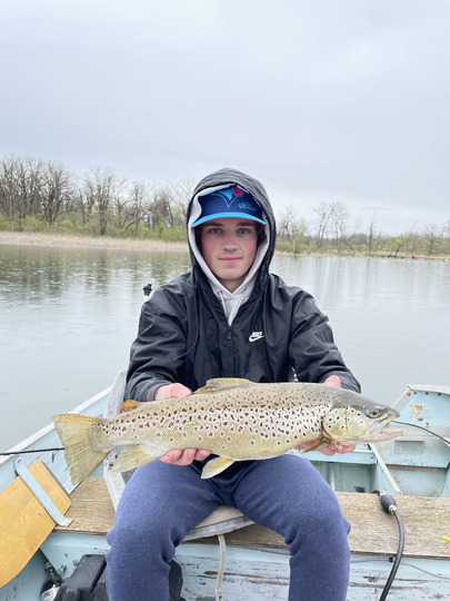 Brown Trout
