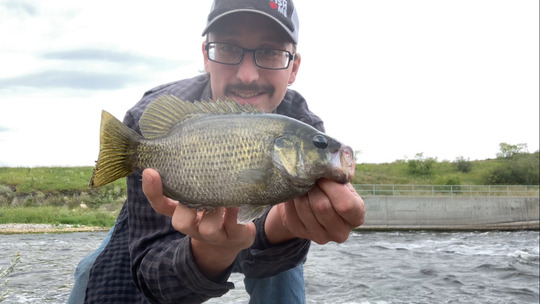 Rock Bass