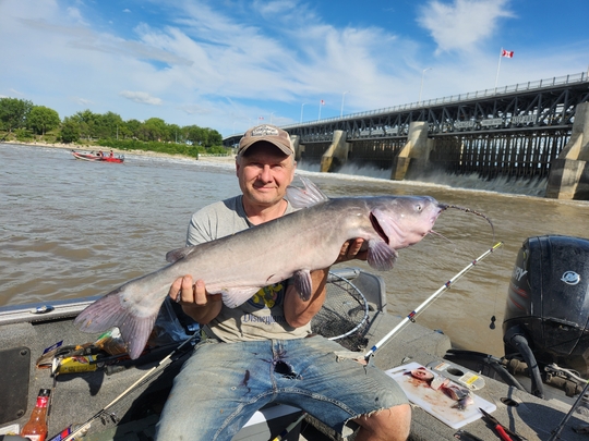 Channel Catfish