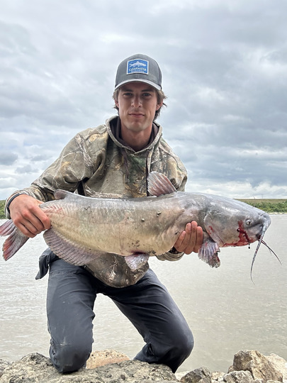 Channel Catfish