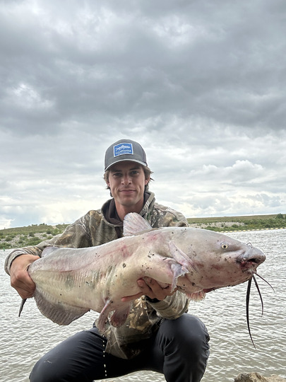 Channel Catfish