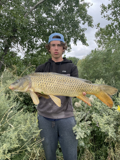 Common Carp