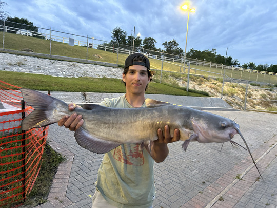 Channel Catfish