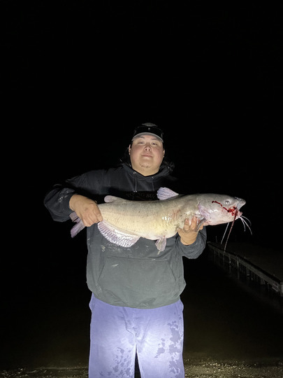 Channel Catfish