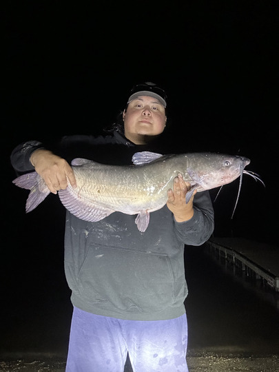 Channel Catfish