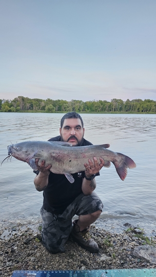 Channel Catfish