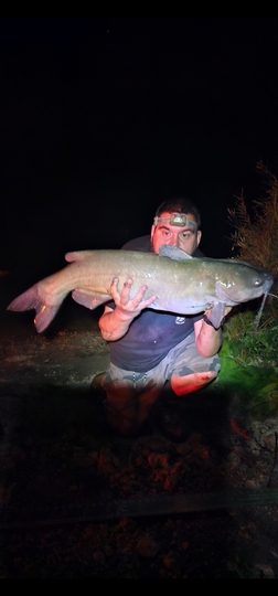 Channel Catfish