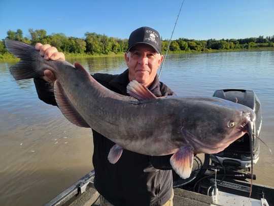 Channel Catfish