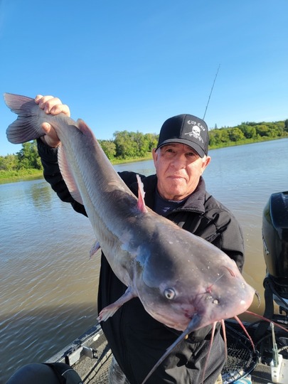 Channel Catfish