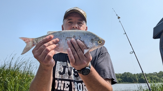 Goldeye
