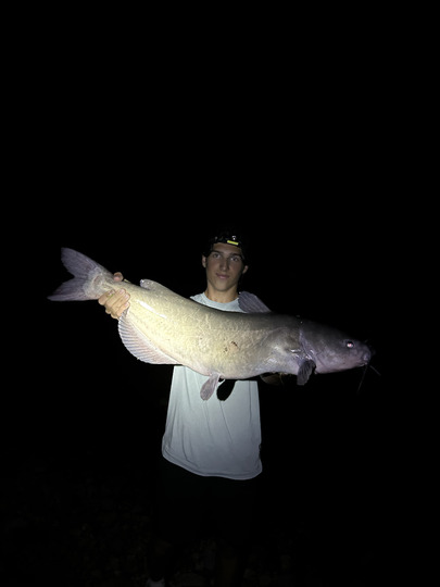 Channel Catfish