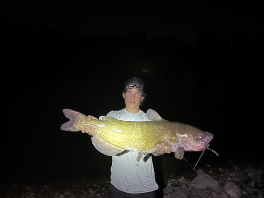 Channel Catfish