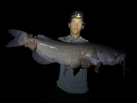 Channel Catfish