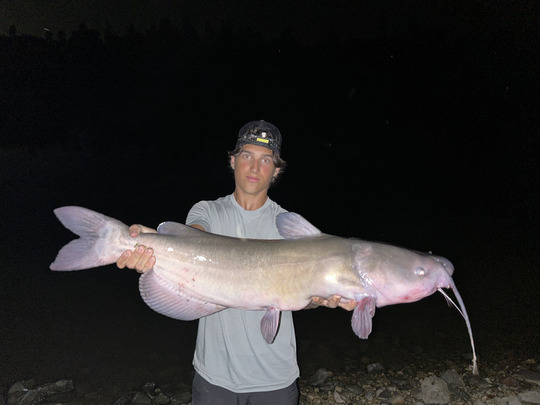 Channel Catfish