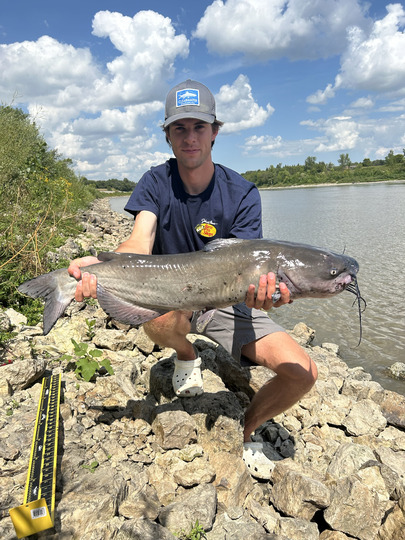 Channel Catfish