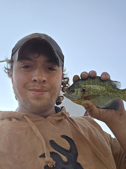 Sunfish