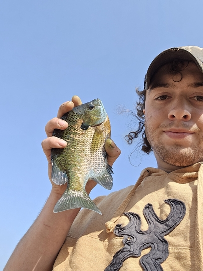 Sunfish