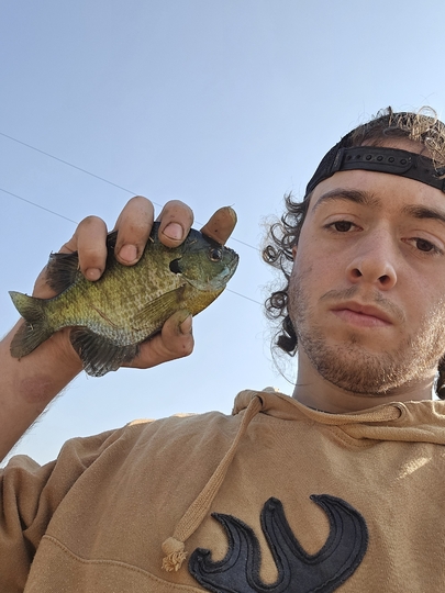 Sunfish