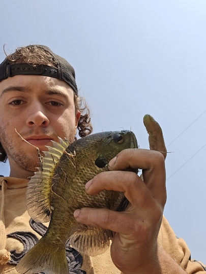 Sunfish