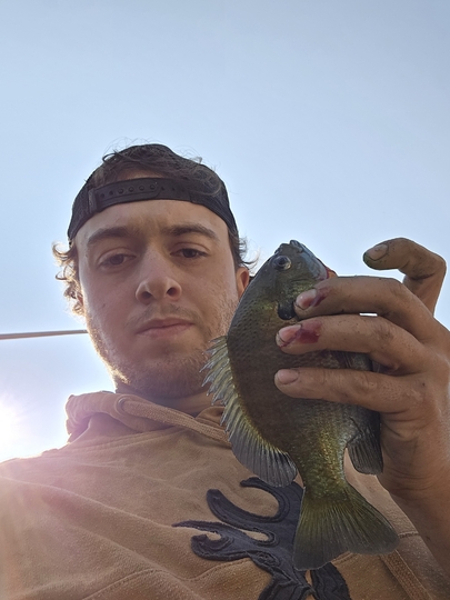 Sunfish