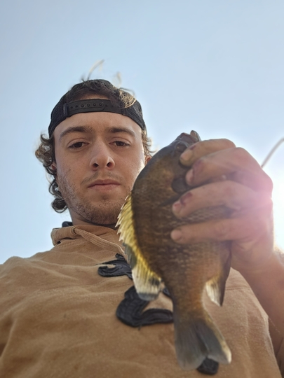 Sunfish