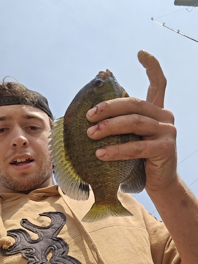 Sunfish