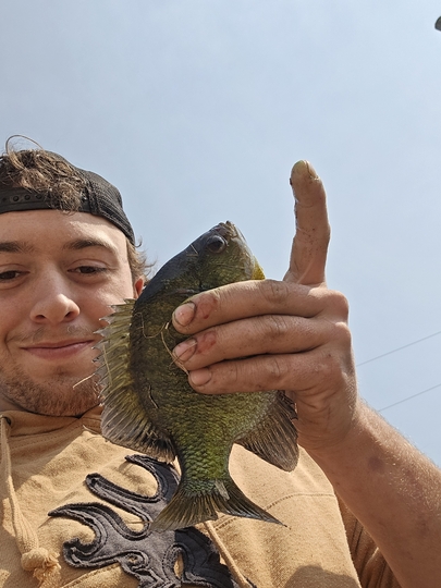 Sunfish