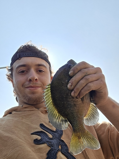 Sunfish