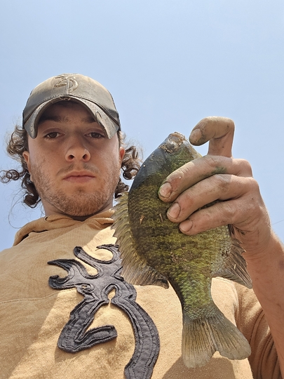 Sunfish