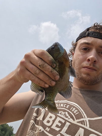Sunfish